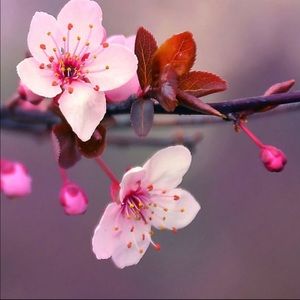 Meet your Posher, Renee